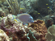 Doktervissen zwemmen over koraal