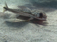 Vliegende gurnard zwemt laag over de zandbodem van de zee
