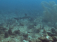 Zwartpunt rifhaai zwemt onverstoord door het water