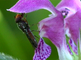 Bladwesp poets zich op bloem van paarse dove netel