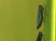 Twee groene cicaden zuigen sap uit  lisdodde