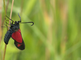 Sint-jansvlinder hangt aan een stengel van een gras