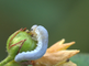 Larve van een bladwesp eet bloemresten