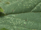 Nimf van groene stinkwants zit op een blad