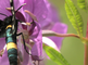 Een phegeavlinder foerageert op het wilgenroosje