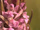 Bloeiwijze van de gevlekte orchis
