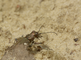 Bastaardzandloopkevers in close-up