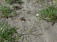 Bijendoder begraaft honingbij