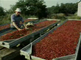 The cranberry culture at Terschelling