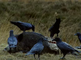 Raven op kadaver wild zwijn