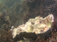 Asgrauwe keverslak kruipend over een lege oesterschelp