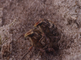 Dennensnuitkevers paren